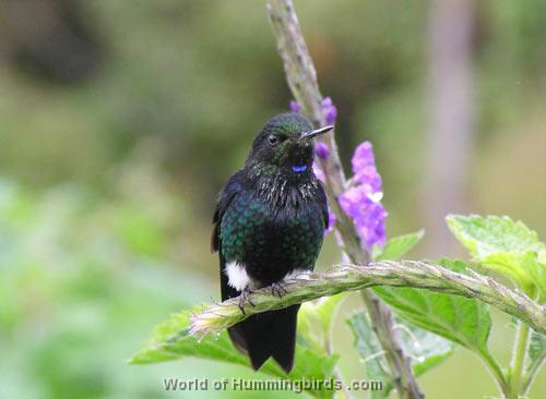Hummingbird Garden Catalog: Black-Breasted Puffleg
